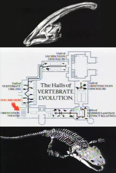 The Halls of Vertebrate Evolution